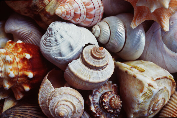 A cluster of whorled gastropod seashells display a range of textures and colors, including blues, browns, and oranges.